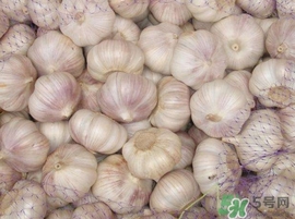 新蒜頭什么時候上市？新蒜頭幾月份上市