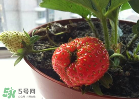 6月份可以種草莓嗎？草莓6月份可以種植嗎？