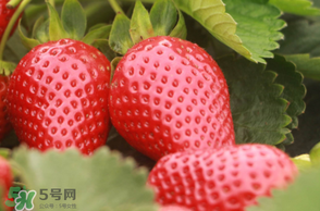 6月份可以種草莓嗎？草莓6月份可以種植嗎？
