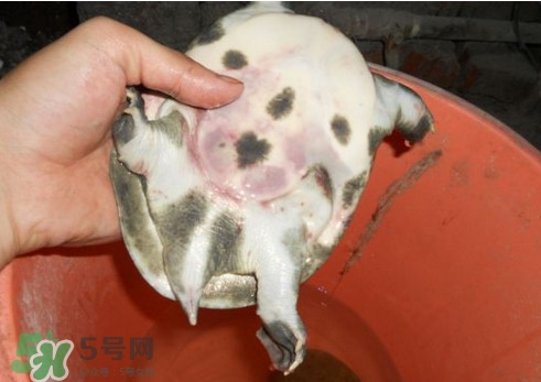 如何區(qū)分野生甲魚？野生甲魚辨識(shí)圖片