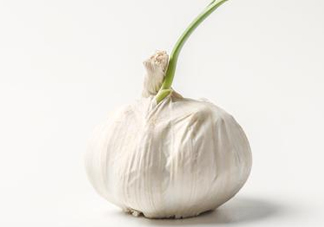 新蒜頭怎么保存不發(fā)芽？新蒜頭怎么存放
