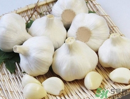 新蒜頭什么時候上市？新蒜頭幾月份上市