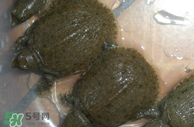 野生甲魚吃什么？野生甲魚幾年可以長(zhǎng)5斤？