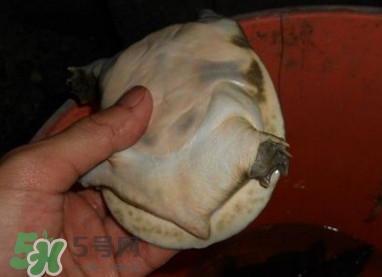 如何區(qū)分野生甲魚？野生甲魚辨識(shí)圖片