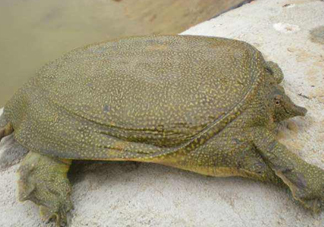 如何區(qū)分野生甲魚？野生甲魚辨識圖片