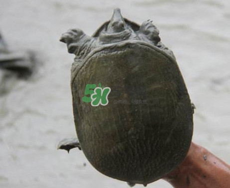 甲魚不能和什么一起吃？甲魚不能跟什么食物一起吃