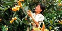孕婦怎么吃枇杷好？孕婦能吃枇杷膏嗎？