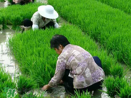 芒種種什么？芒種種什么疏菜？