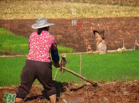 芒種種什么？芒種種什么疏菜？