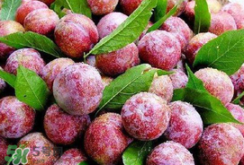 芒種吃什么水果？芒種吃什么水果好？
