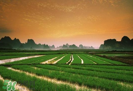 2017年芒種會(huì)下雨嗎？2017年芒種雨好嗎？