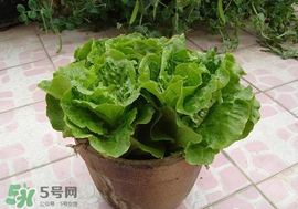 六月份可以種生菜嗎？夏天可以種生菜嗎？