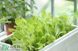 六月份可以種生菜嗎？夏天可以種生菜嗎？