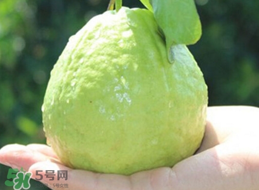 番石榴什么時(shí)候吃最好？番石榴什么季節(jié)吃最好