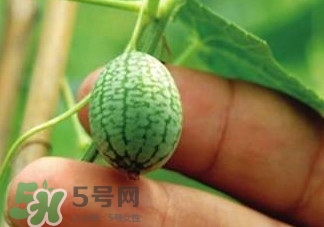 迷你拇指西瓜怎么種？迷你西瓜種植方法