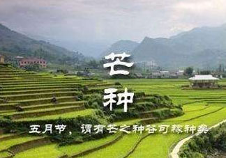 芒種種什么？芒種種什么疏菜？