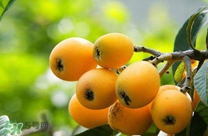 孕婦能吃枇杷嗎？孕婦吃枇杷對(duì)胎兒好嗎？