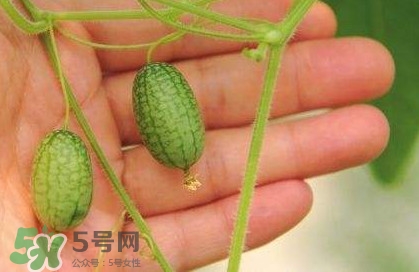迷你西瓜種子哪兒有賣？迷你西瓜種子哪里可以買