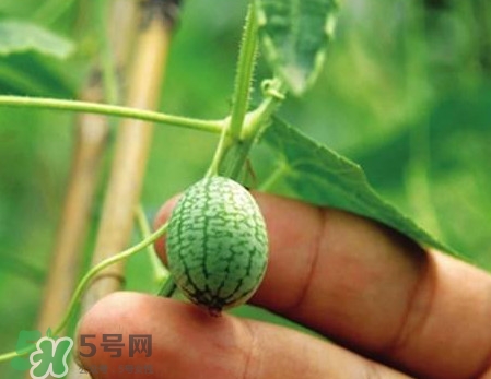 迷你西瓜是轉(zhuǎn)基因水果嗎？迷你西瓜是不是轉(zhuǎn)基因？