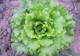 六月份可以種生菜嗎？夏天可以種生菜嗎？