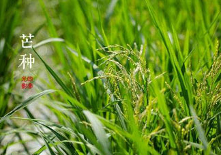 2017年芒種會下雨嗎？2017年芒種雨好嗎？