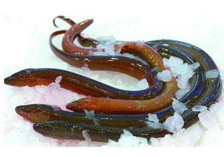 鱔魚死了多久不能吃？剛死的鱔魚能吃嗎？