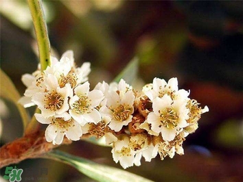 枇杷花怎么煲湯？枇杷花煲湯搭配什么最佳？