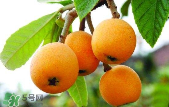 孕婦能吃枇杷嗎？孕婦吃枇杷對(duì)胎兒好嗎？
