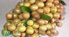 如何種植黃皮果？黃皮果怎么種植？