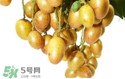 黃皮果怎么扦插？黃皮果種植技術