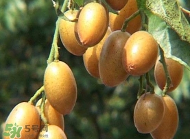 雞心黃皮幾年才掛果？雞心黃皮如何種植管理
