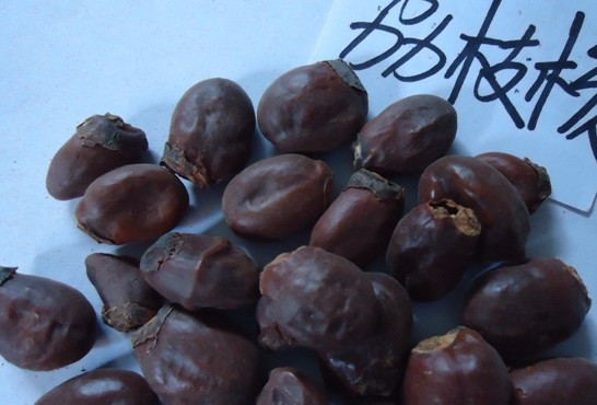 荔枝核有毒嗎？荔枝核能吃嗎