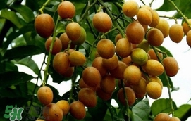 黃皮果怎么扦插？黃皮果種植技術