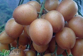 黃皮果怎么保存？黃皮果如何保存