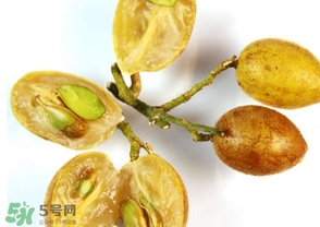 黃皮能放冰箱嗎？黃皮可以放冰箱保鮮幾天？