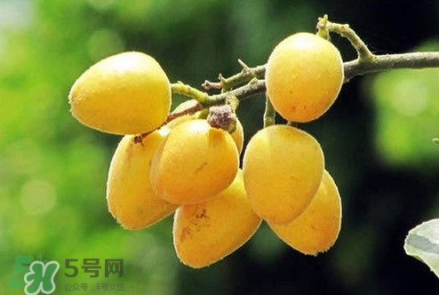 雞心黃皮幾年才掛果？雞心黃皮如何種植管理