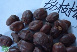 荔枝核怎么吃？荔枝核的功效與作用