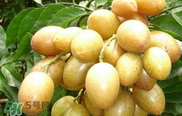 黃皮果怎么扦插？黃皮果種植技術