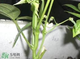 刀豆什么時候播種？刀豆幾月份播種
