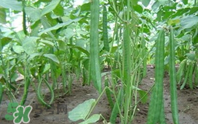 刀豆什么時候播種？刀豆幾月份播種