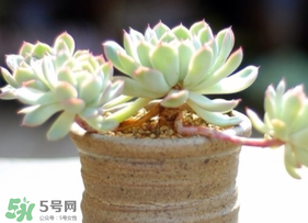 六月份可以買多肉嗎？六月可以種多肉嗎？