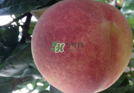 血桃多少錢(qián)一斤2017？血桃哪個(gè)品種最好吃