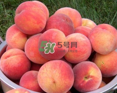 紅不軟桃?guī)自路莩墒?？紅不軟桃什么時候成熟
