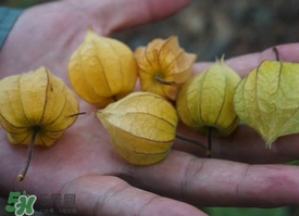 花姑娘水果怎么吃？花姑娘水果吃之前要洗嗎？