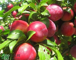 油桃怎么保存不會(huì)變軟？油桃怎么保存時(shí)間長(zhǎng)？