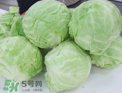 圓白菜是卷心菜嗎？圓白菜是不就是卷心菜