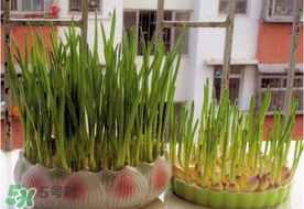 六月份可以種蒜嗎？大蒜一年可以種幾次？