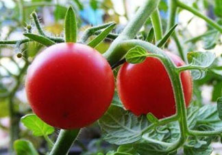 六月份可以種西紅柿嗎？西紅柿什么時(shí)候種？