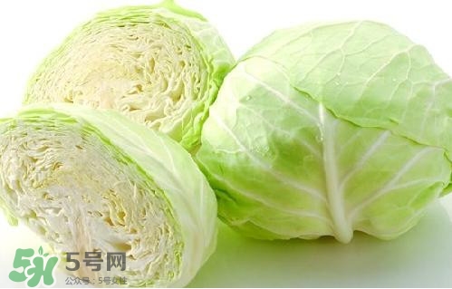 圓白菜是卷心菜嗎？圓白菜是不就是卷心菜