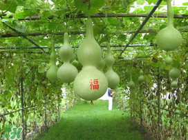六月份可以種葫蘆嗎？葫蘆幾月份種？